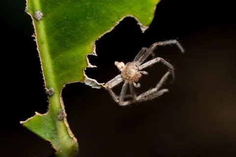 Macro Spider on Leaf 스톡 사진