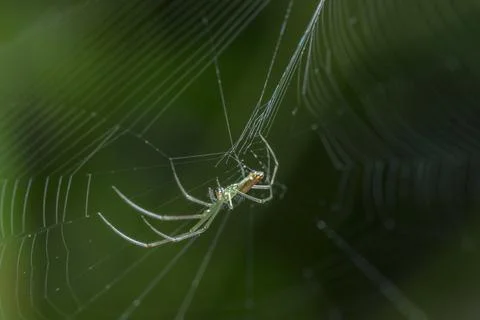 Macro Spider on Leaf 스톡 사진