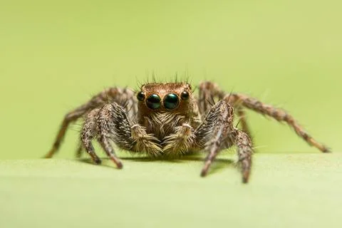 Macro Spider on Leaf Stock Photos