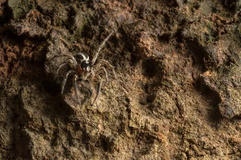 Macro Spider on Leaf Stock Photos
