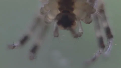 Macro spider mandibles Stock Footage 25571158