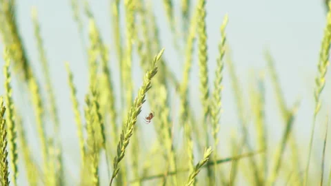 Macro of a spider moved on a plant by wind in slow motion Stock Footage 141863980