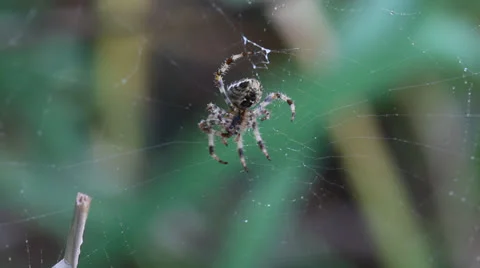 Macro, spider moving on dew-covered web swaying in wind 2. HD 1080p 24fps. Stock Footage 22706253
