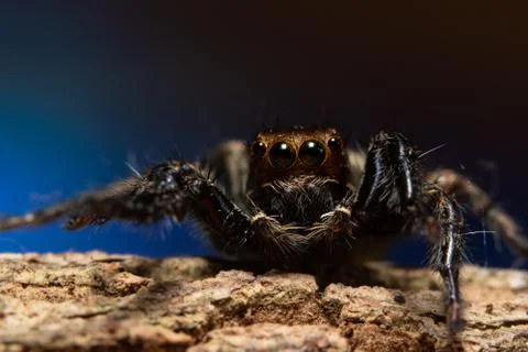 Macro spider in nature Stock Photos