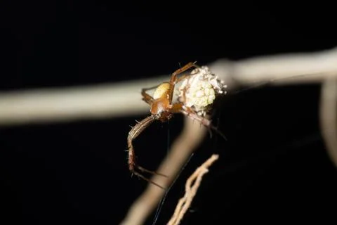 Macro spider in nature Foto stock