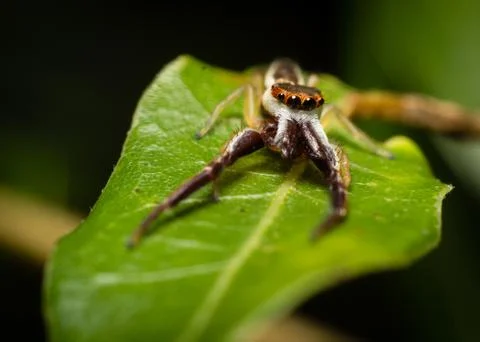 Macro spider Stock Photos