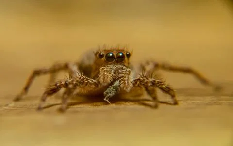 Macro of spider Stock Photos