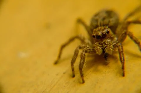 The macro of spider Stock Photos