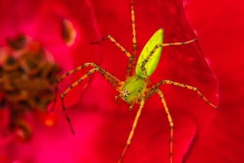 Macro Spider Stock Photos