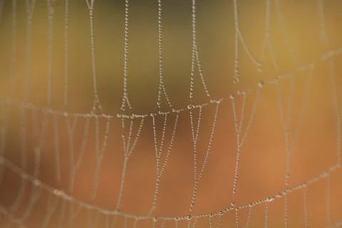 Macro spider Stock Photos