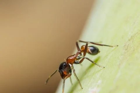 Macro spider on the plant Stock Photos