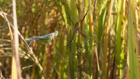 Macro Spider with Prey in Web Among Tall Grass Stock Footage 326154891