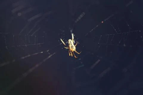 Macro Spider sitting on a cobweb on a dark background. Stock Photos