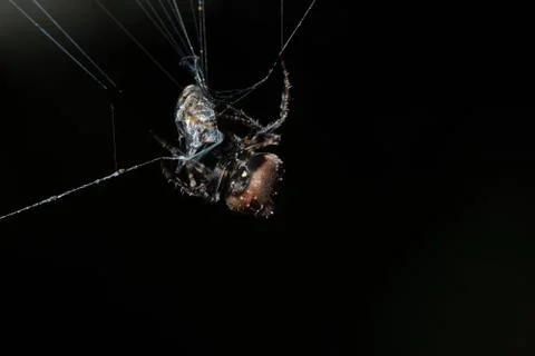 Macro spider on spider web Stock Photos