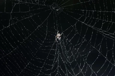 Macro spider on spider web Stock Photos