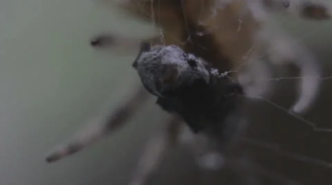 Macro spider sucking _1 Stock Footage 25570617