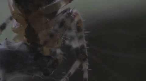 Macro spider sucking Stock Footage 25570822