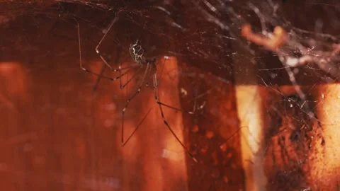 Macro spider upside down in web on a fence Stock Footage 274610571