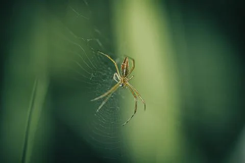 Macro of Spider on Web Stock Photos