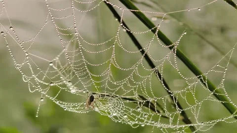 Macro spider web with sparkling dew drops and spider in the center summer m.. Stock Footage 340487855