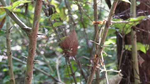 Macro Spider Web with Spider 스톡 동영상 329389987