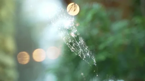 Macro spider web with sun 库存影片 199256223