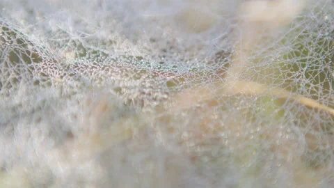 Macro of spider web threads with drops of dew. Stock Footage 139638950