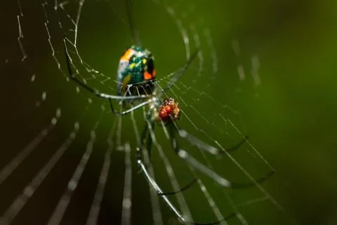 Macro spider10 Stock Photos
