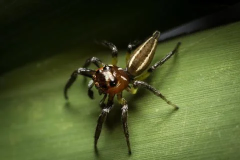 Macro spider2 Stock Photos