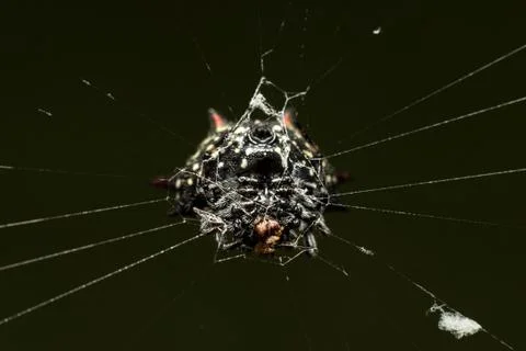 Macro spider3 Stock Photos