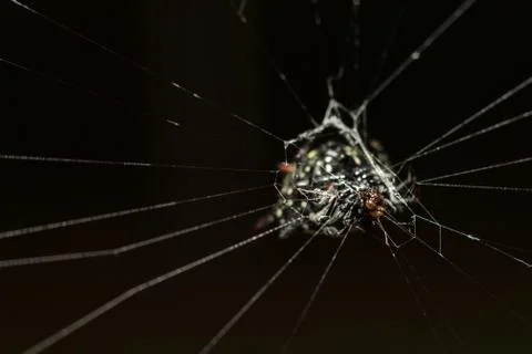Macro spider4 Stock Photos