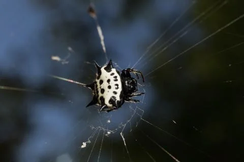 Macro spider5 Stock Photos