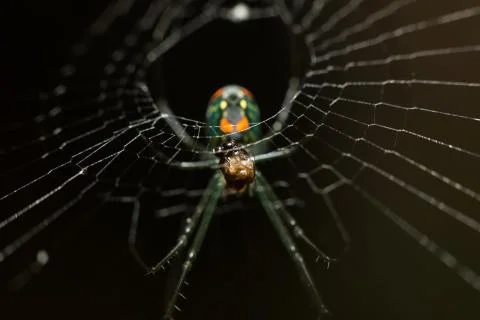 Macro spider6 Stock Photos