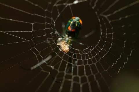 Macro spider7 Stock Photos