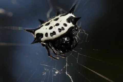 Macro spider8 Stock Photos
