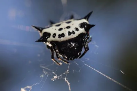 Macro spider9 Stock Photos