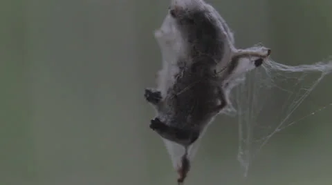 Macro spiders prey Stock Footage 25571121