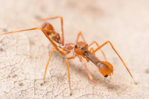 Macro Spiders Red Ant Stock Photos
