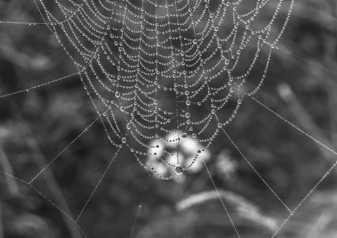 Macro, spiderweb, abstract Stock Photos