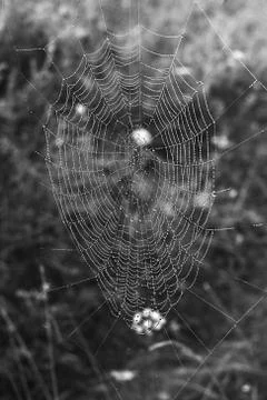 Macro, spiderweb, abstract Foto stock