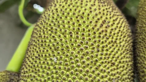 Macro Spiky Green Jackfruit Skin Texture Hanging On Tree Surface Close Up Stock Footage 342985960