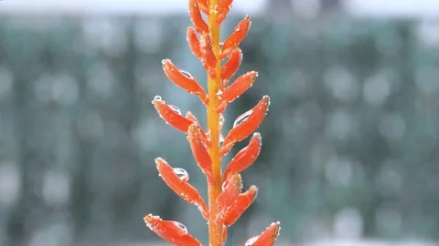 Macro of spiky red cactus flower raining and drop falling in slow motion Stock Footage 128540227
