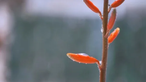 Macro of spiky red cactus flower raining and dripping in slow motion Stock Footage 128540899