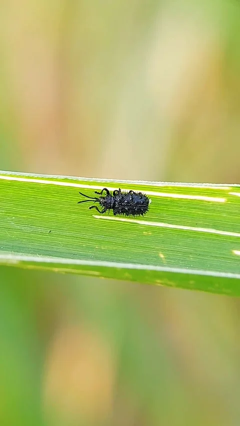 Macro of Spiny Black Insect Crawling on Green Leaf, 4K Nature Vídeos de archivo 318843954