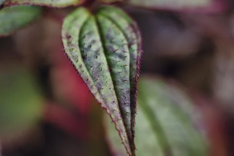 Macro Spiny Melastoma Leaf 写真素材