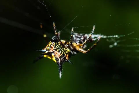 Macro of Spiny orb weavers spider in rainforest at Thailand Stock Photos