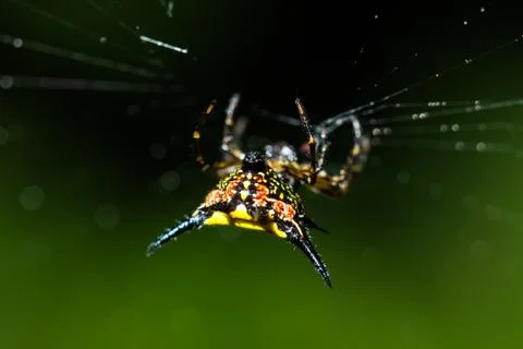 Macro of Spiny orb weavers spider in rainforest at Thailand Stock Photos