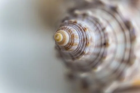 Macro of Spirally Shell Stock Photos