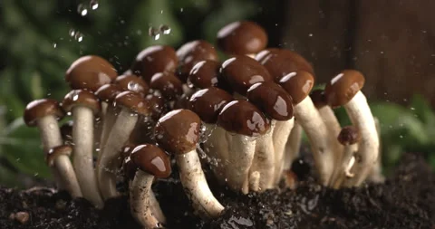 Macro of splashing water drops fall on fresh ripe organic group of mushrooms Stock Footage 268984035
