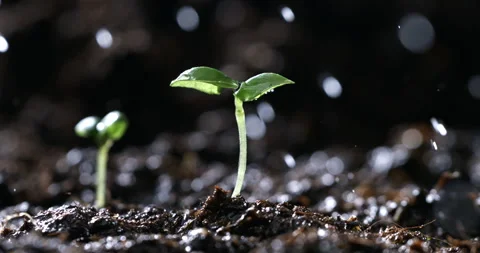 Macro of splashing water drops falling on young sprout of plant on field ground Stock Footage 268813716